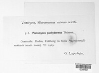 Protomyces pachydermus image